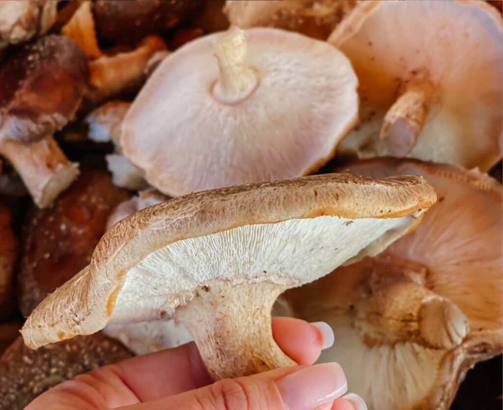 Produção de Shitake